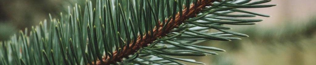 a54a50dd-6e53-4e9d-b222-f2856573cba9-ветки сосна.jpg